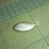 sktuna from patreon